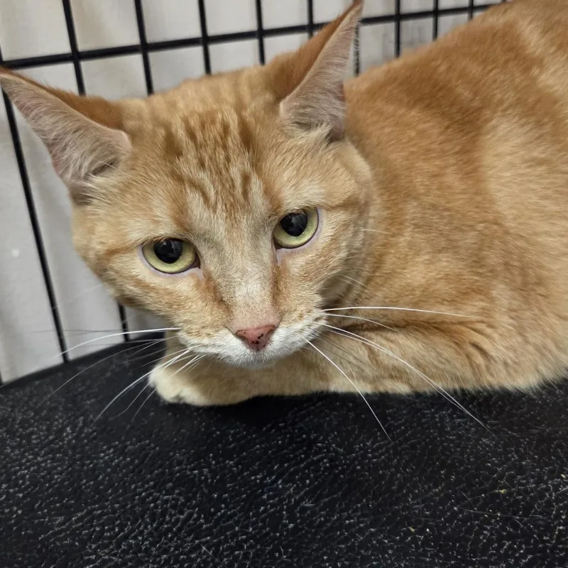 An adult small-sized female Orange / Red Domestic Short Hair cat named Dixie for adoption in Branson, MO