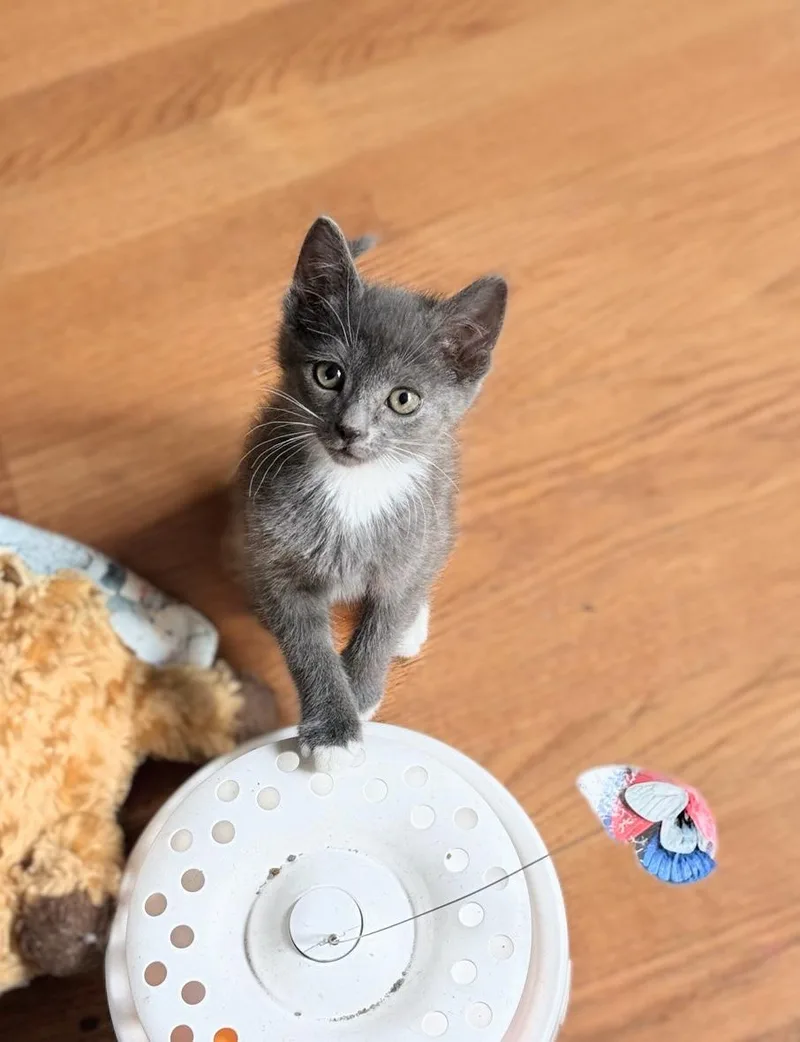 A baby medium-sized male Gray / Blue / Silver Domestic Short Hair cat named Robin for adoption in Murfreesboro, TN