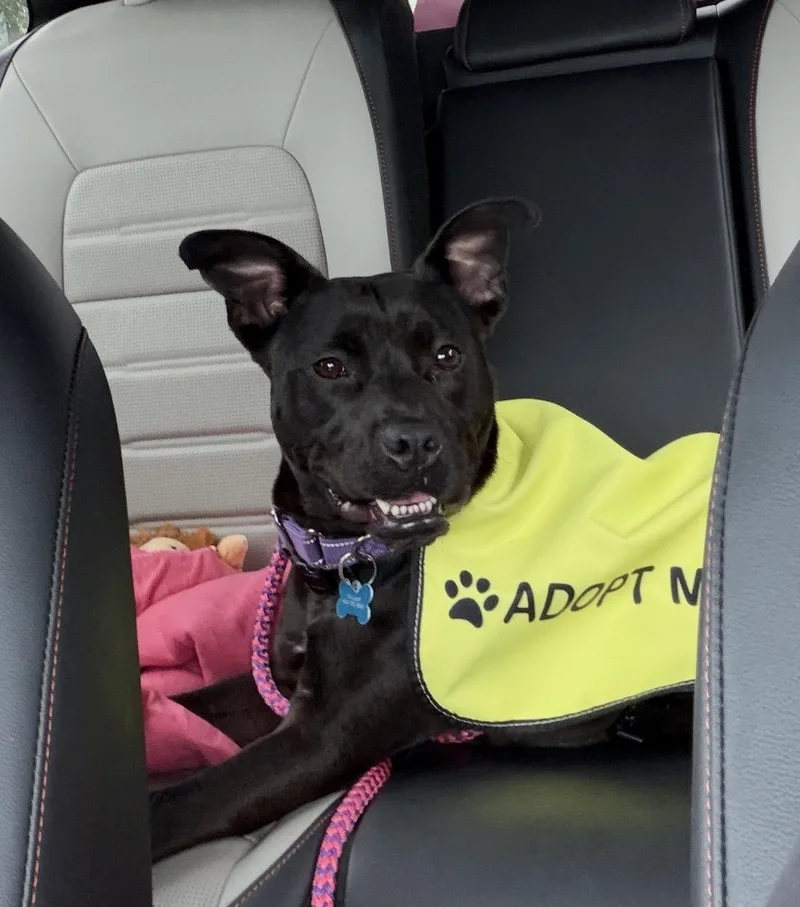 An adult medium-sized male Black Pit Bull Terrier dog named Quentin for adoption in CUMMING, GA