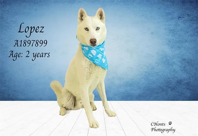 A young large-sized male Husky dog named Lopez for adoption in Thousand Palms, CA