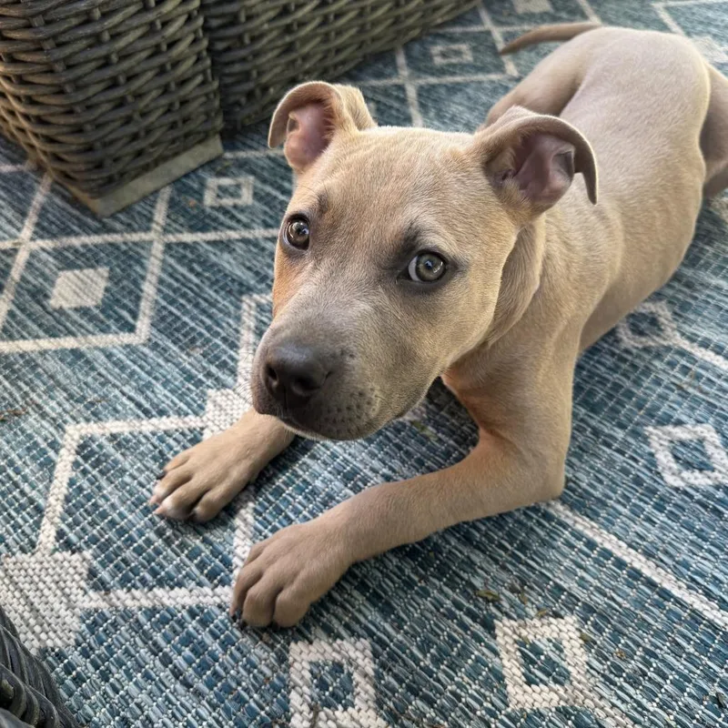 A baby small-sized female Yellow / Tan / Blond / Fawn Mixed Breed dog named Annie for adoption in Hampton Bays, NY