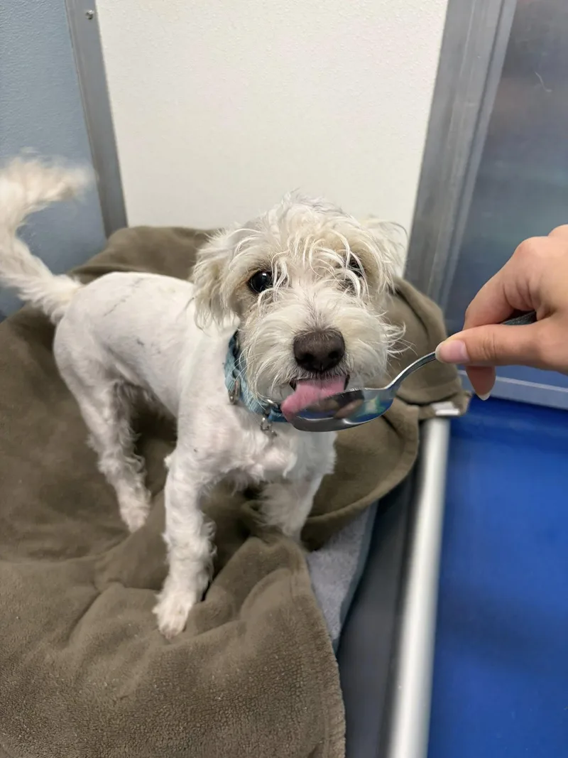 A young small-sized male White / Cream Maltese dog named Benson Boone for adoption in Breinigsville, PA