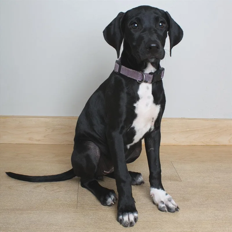 A baby medium-sized female Black Labrador Retriever dog named Mollie D for adoption in Minnetonka, MN
