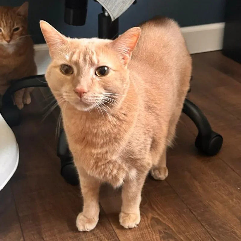 An adult medium-sized male Orange / Red Domestic Short Hair cat named Phineas for adoption in Bridgeville, PA