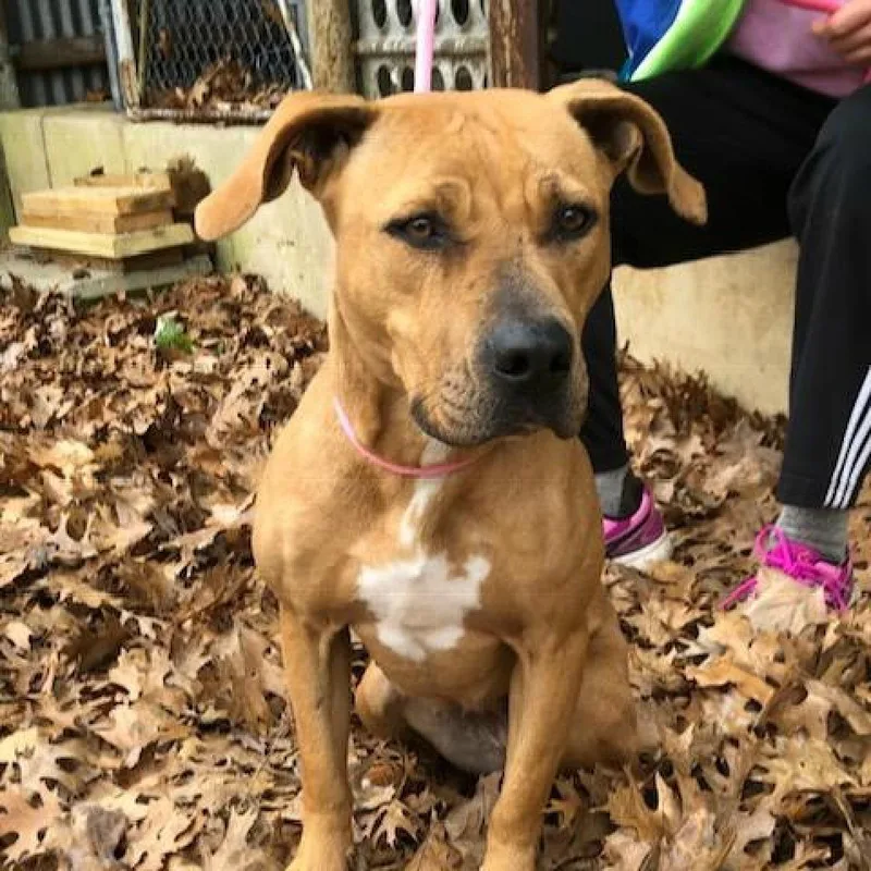 A senior medium-sized female Yellow / Tan / Blond / Fawn Labrador Retriever dog named Lizzie for adoption in Denison, TX