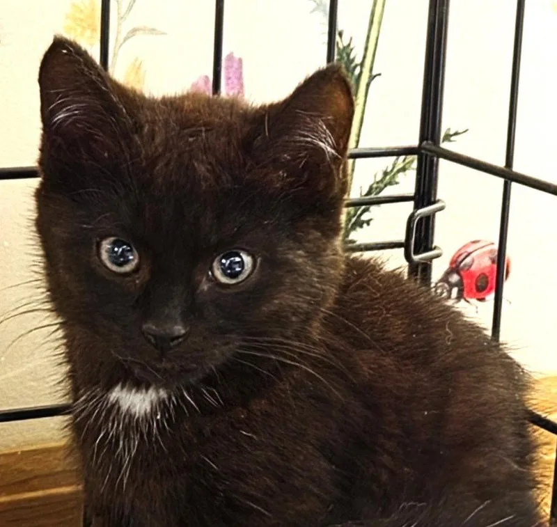 A baby small-sized male Black & White / Tuxedo Domestic Short Hair cat named Emmerson for adoption in Sayreville, NJ