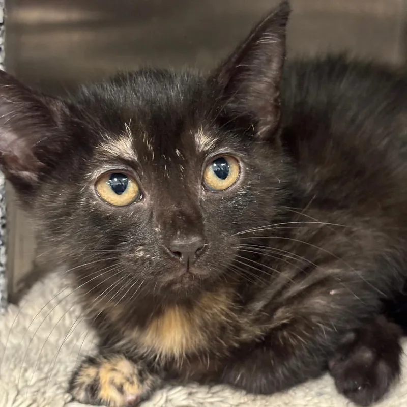 A baby small-sized female Black Domestic Short Hair cat named Sweety for adoption in League City, TX
