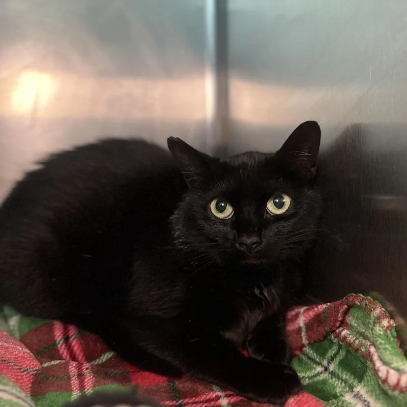 An adult medium-sized female Black Domestic Short Hair cat named Luna Tuna for adoption in Matteson, IL