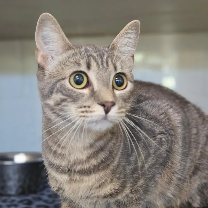 A young medium-sized female Gray / Blue / Silver Domestic Short Hair cat named Achy Breaky Heart for adoption in Gloucester, VA