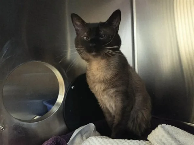 An adult large-sized male Domestic Short Hair cat named Elmer for adoption in Martinez, CA
