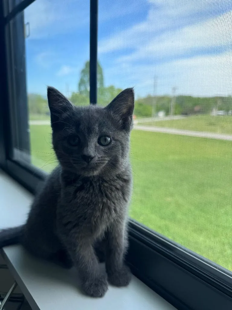 A baby medium-sized female Domestic Short Hair cat named Minnow for adoption in Johnson City, TN