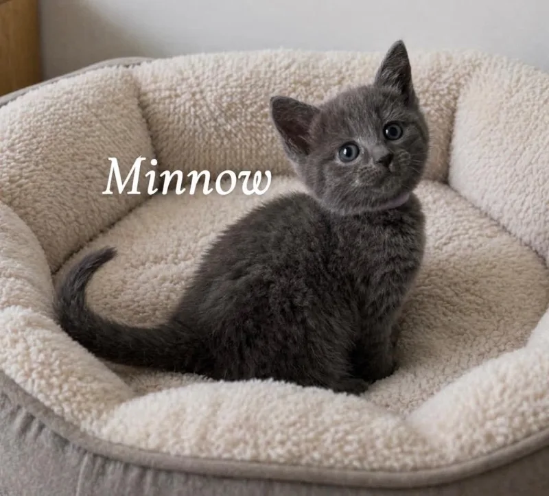 Minnow thumbnail 2