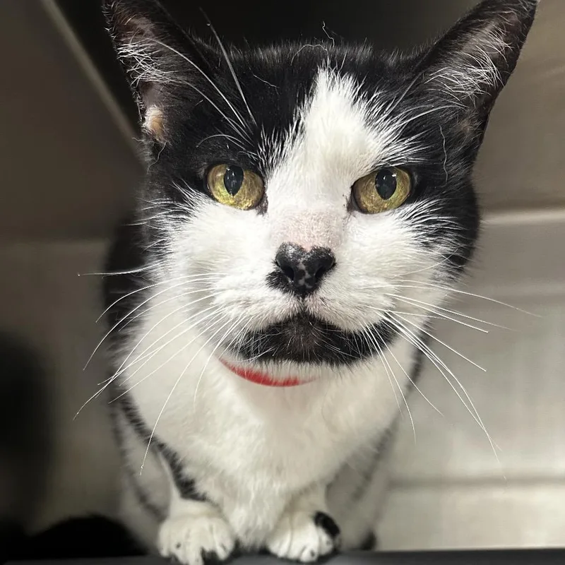 A senior medium-sized female White Domestic Short Hair cat named Daphne for adoption in Chicago, IL