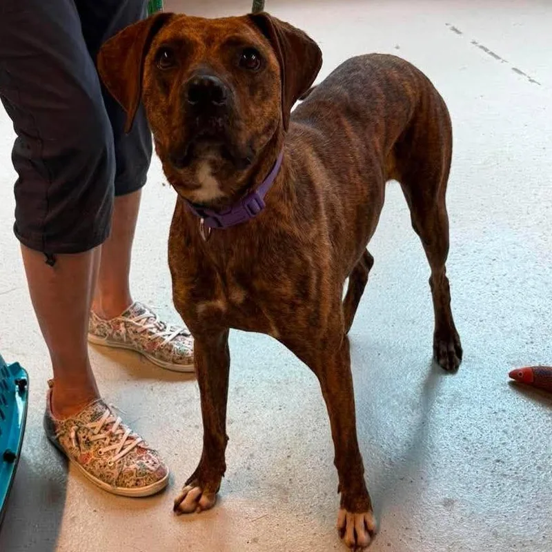 An adult medium-sized female Brindle Mixed Breed dog named Betsy Stray Hold for adoption in Huntington, WV