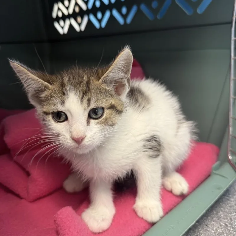 A baby small-sized male Domestic Short Hair cat named Juno for adoption in Mebane, NC