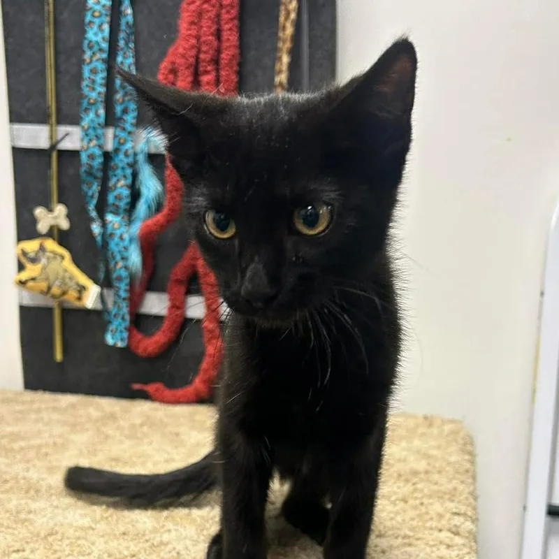 A baby small-sized male Black Domestic Short Hair cat named Shadow for adoption in Hemet, CA