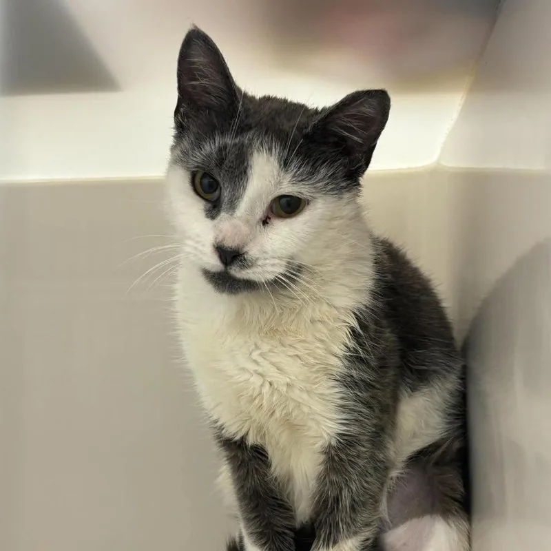 A young medium-sized female Domestic Short Hair cat named Cece for adoption in Rocky Mount, VA