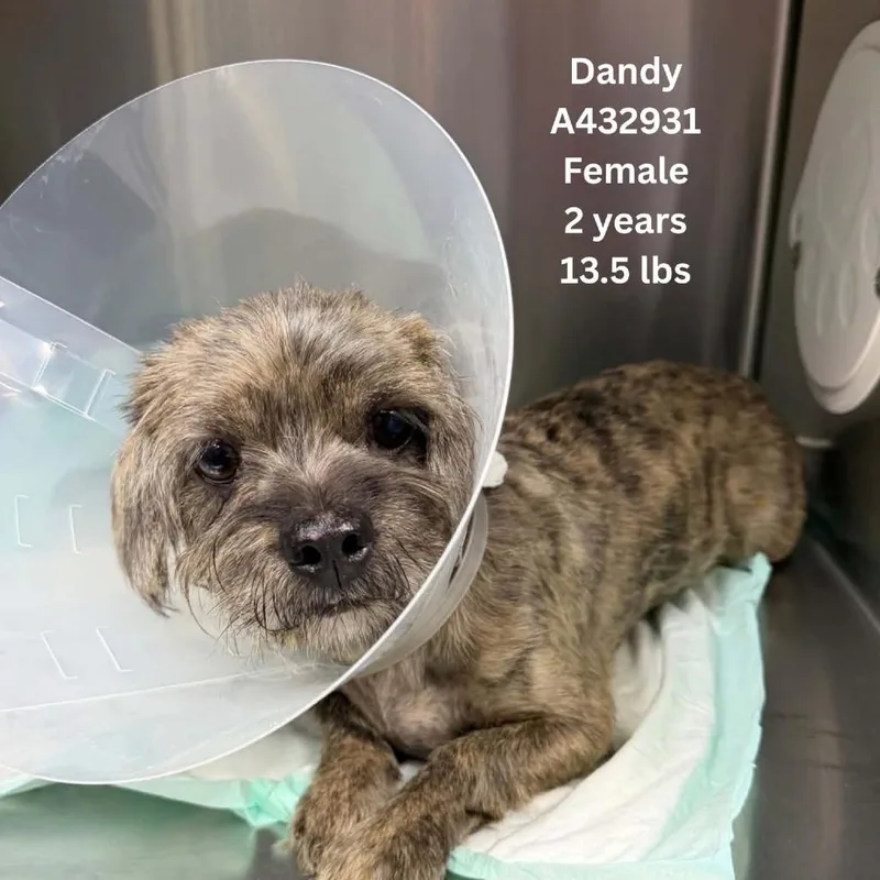 An adult small-sized female Brown / Chocolate Shih Tzu dog named Dandy for adoption in Tomah, WI