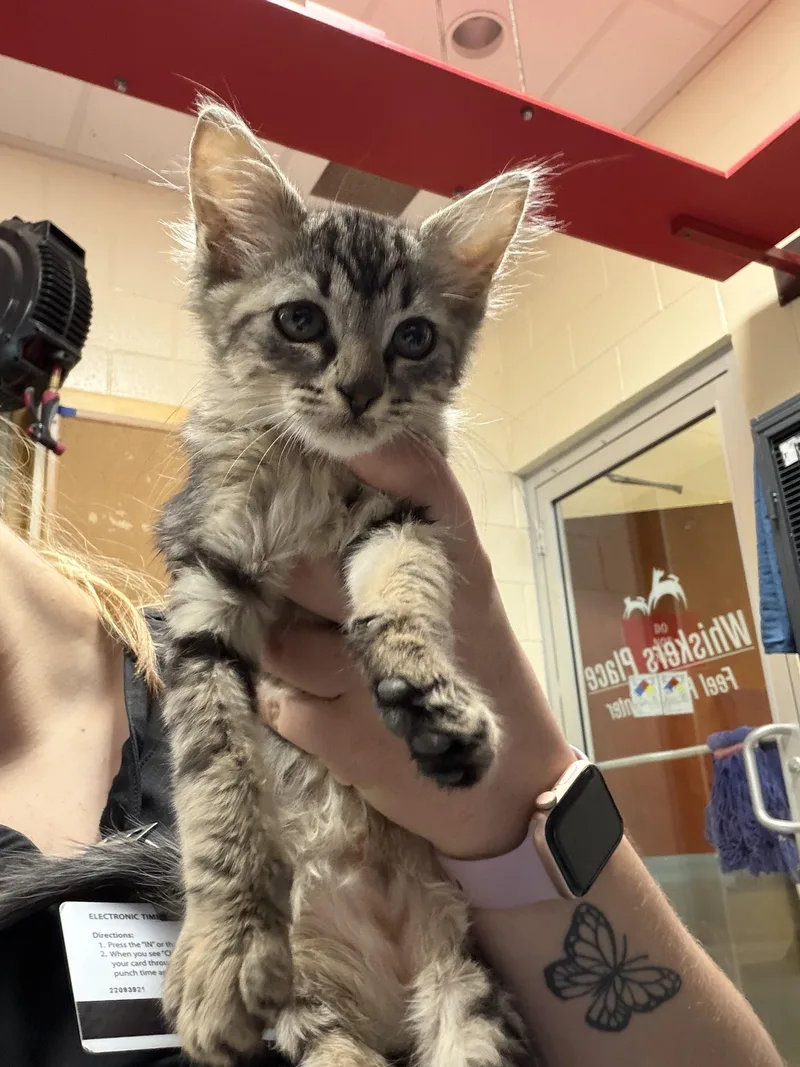 A baby medium-sized male Tabby (Gray / Blue / Silver) Domestic Short Hair cat named Slytherin for adoption in Charleston, SC
