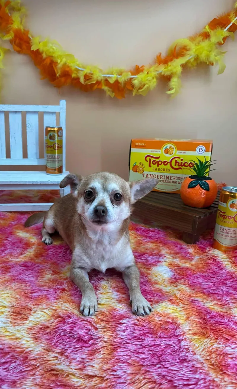 Toto Chico thumbnail 2