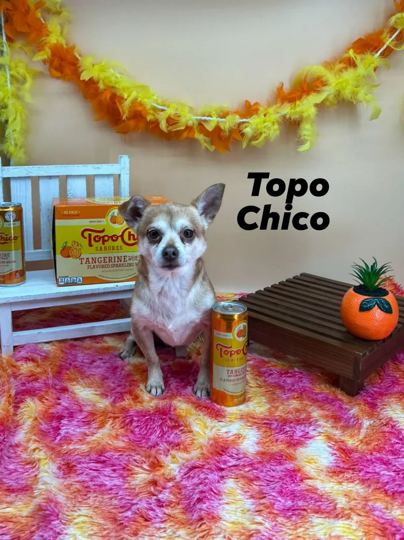 An adult small-sized male Yellow / Tan / Blond / Fawn Chihuahua dog named Toto Chico for adoption in Sevierville, TN