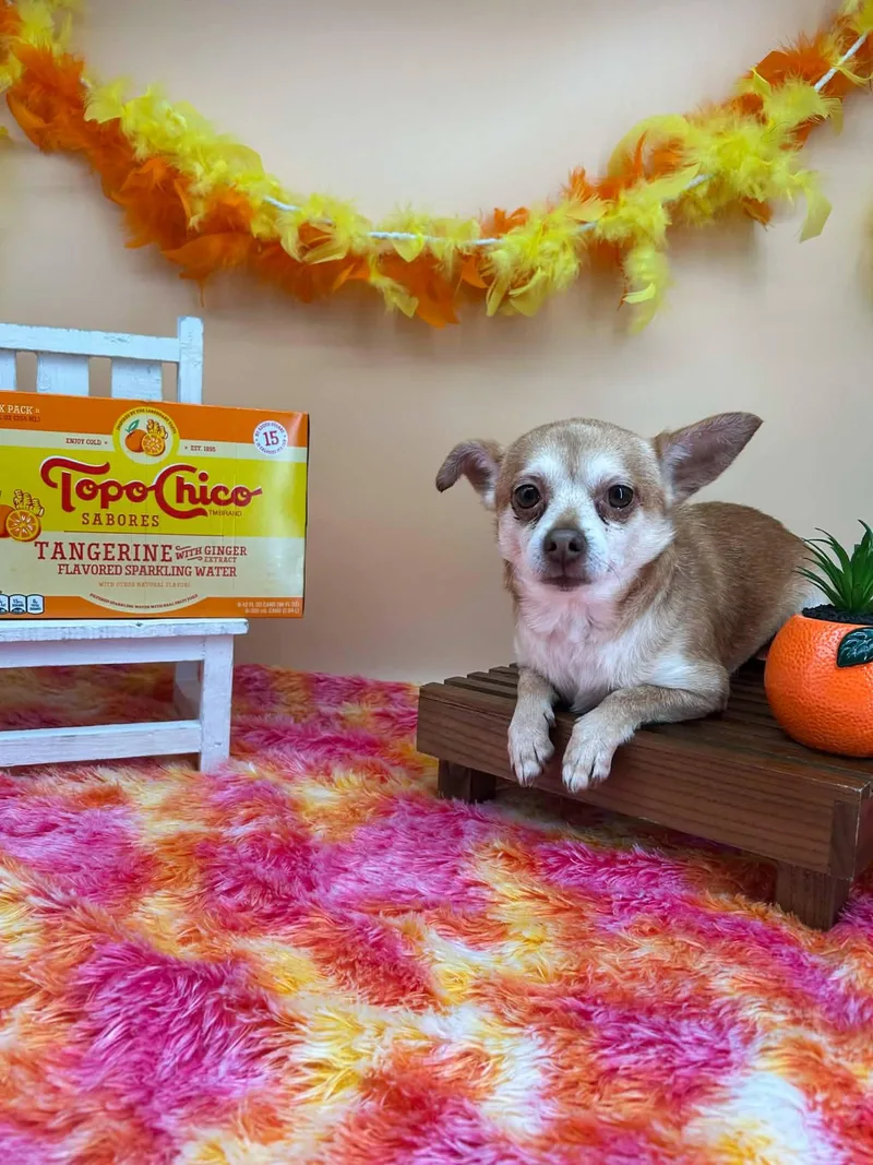 Toto Chico thumbnail 3