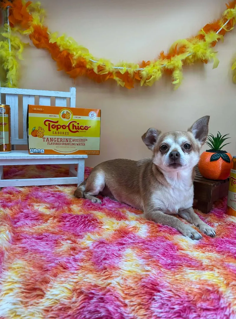 Toto Chico thumbnail 4