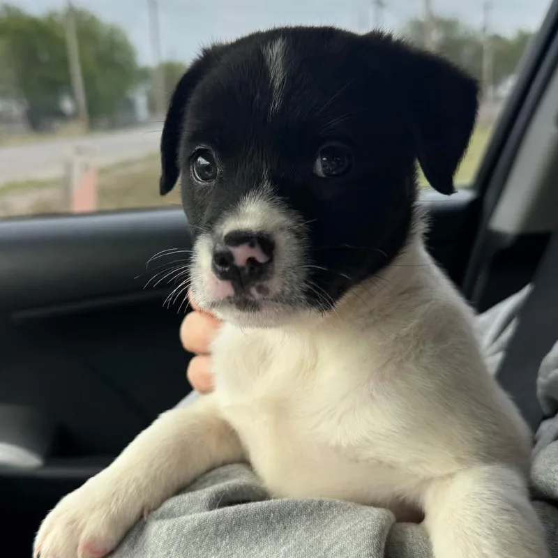 A baby small-sized female Black Mixed Breed dog named Nadia for adoption in Duncan, OK
