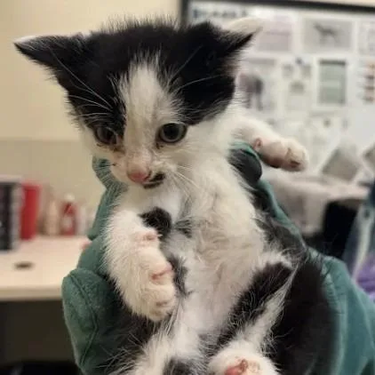 A baby small-sized male White Domestic Short Hair cat named Brookneal for adoption in Lynchburg, VA