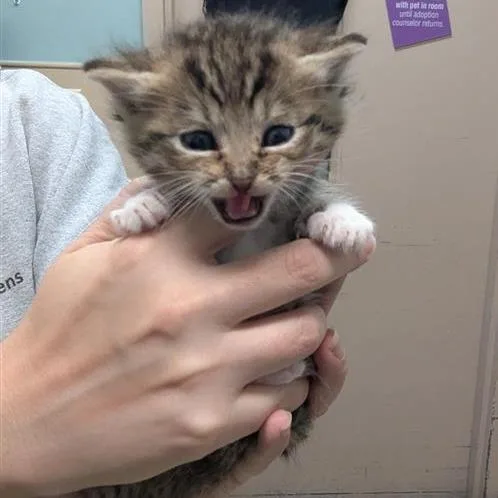 A baby small-sized male Brown / Chocolate Domestic Short Hair cat named Tiger for adoption in Tacoma, WA