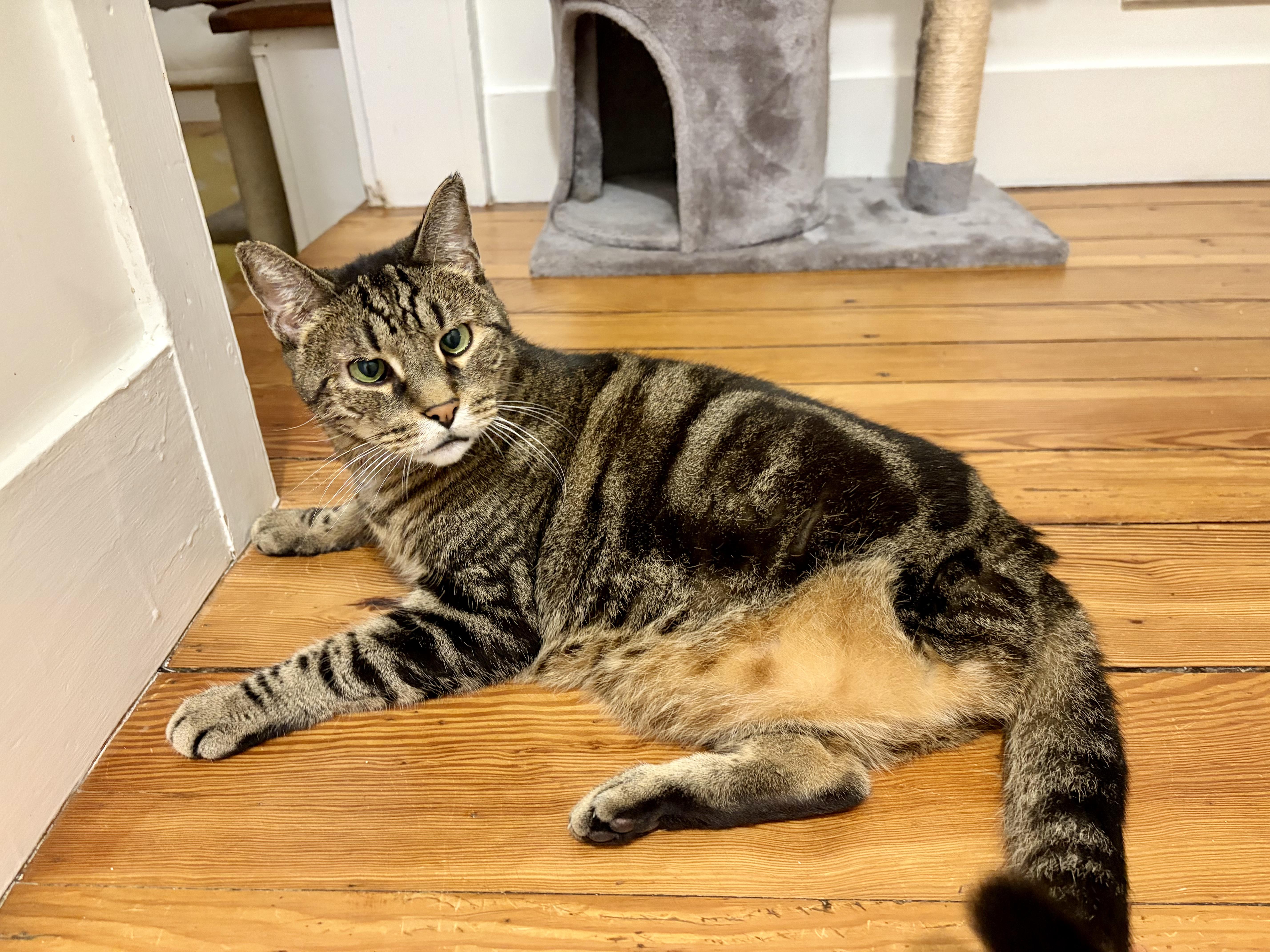 An adult medium-sized male Tabby (Buff / Tan / Fawn) Domestic Short Hair cat named Paolo  legged superstar for adoption in New York, NY