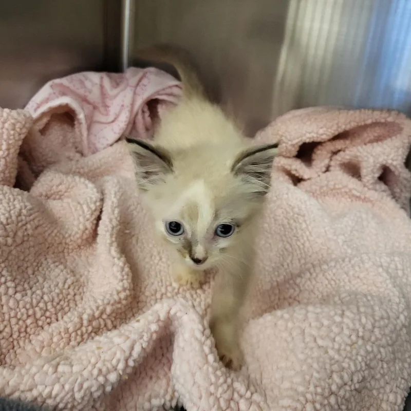 A baby small-sized female Domestic Short Hair cat named QTip for adoption in Lake Panasoffkee, FL