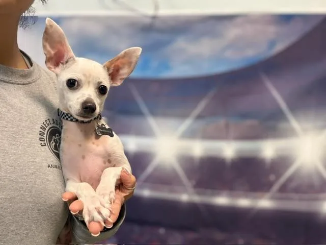 A young small-sized male Chihuahua dog named Casper for adoption in Miami, FL