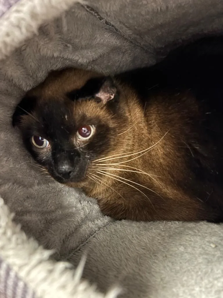 A young large-sized male Siamese cat named Tiramisu for adoption in Liverpool, NY