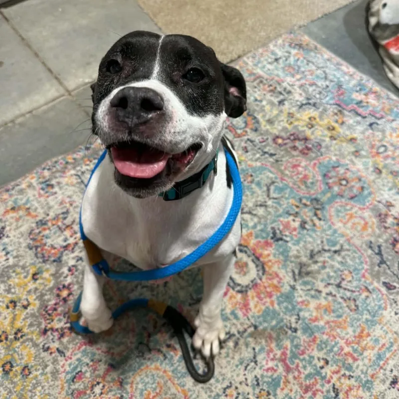 A senior medium-sized female American Bulldog dog named Bailey for adoption in Spring Hill, KS