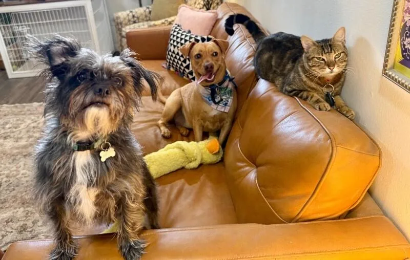 A young medium-sized female Yellow / Tan / Blond / Fawn Dachshund dog named Sissy Girl The Little for adoption in Friendswood, TX