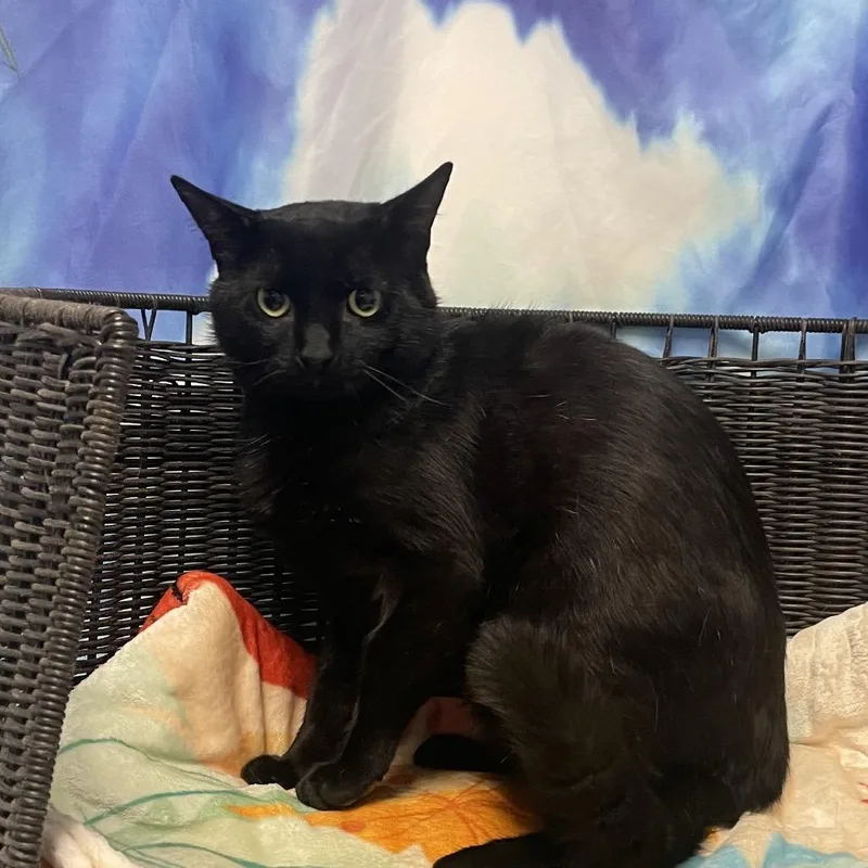 An adult large-sized male Black Domestic Short Hair cat named Harmon for adoption in Henderson, NV