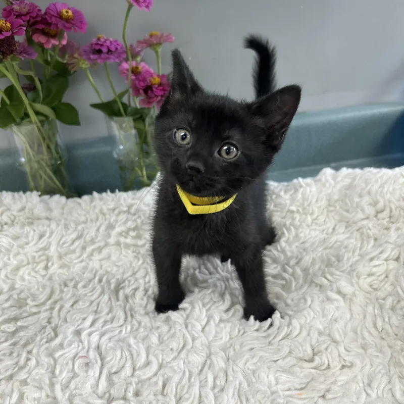 A baby medium-sized female Black Domestic Short Hair cat named Buttons for adoption in Bardstown, KY
