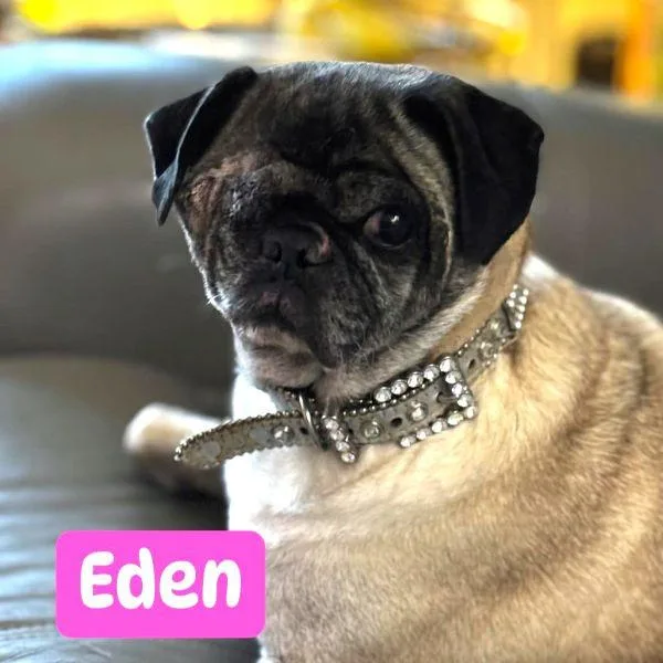 A young small-sized female Yellow / Tan / Blond / Fawn Pug dog named Eden for adoption in Alvin, TX