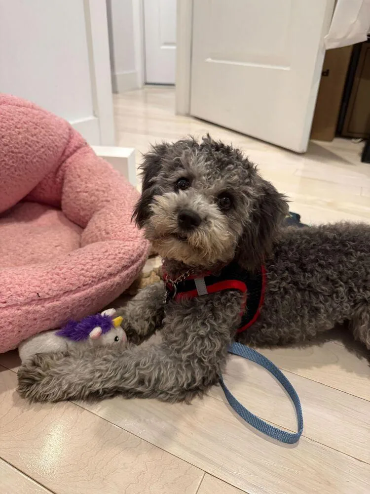 A baby small-sized male Tricolor (Brown, Black, & White) Poodle dog named Gana for adoption in Long Island City, NY