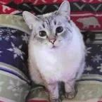 A senior small-sized female Gray / Blue / Silver Domestic Short Hair cat named Minnie for adoption in Point Richmond, CA