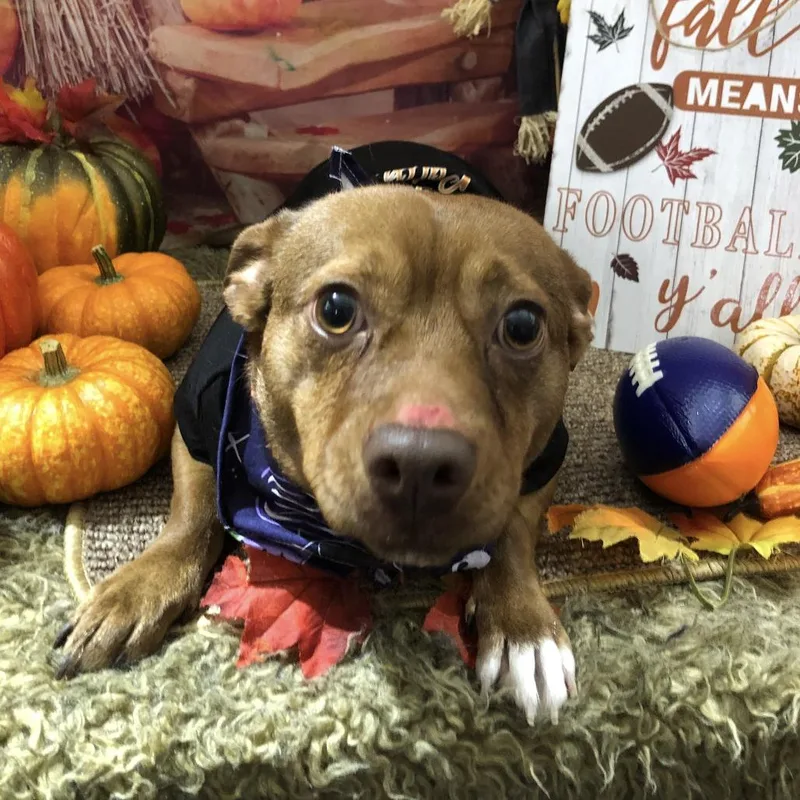 An adult medium-sized female Brown / Chocolate Chihuahua dog named Darla for adoption in Valley, AL