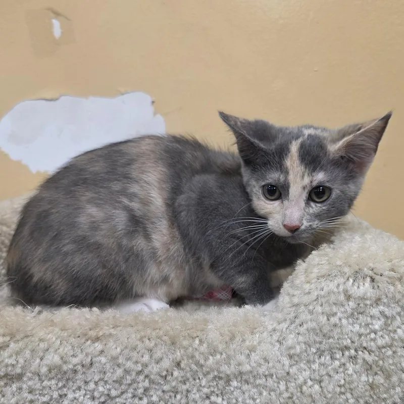 A baby small-sized female Gray / Blue / Silver Domestic Short Hair cat named Flower for adoption in Fort Lauderdale, FL