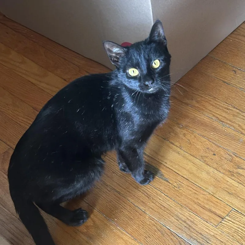 Mini meow