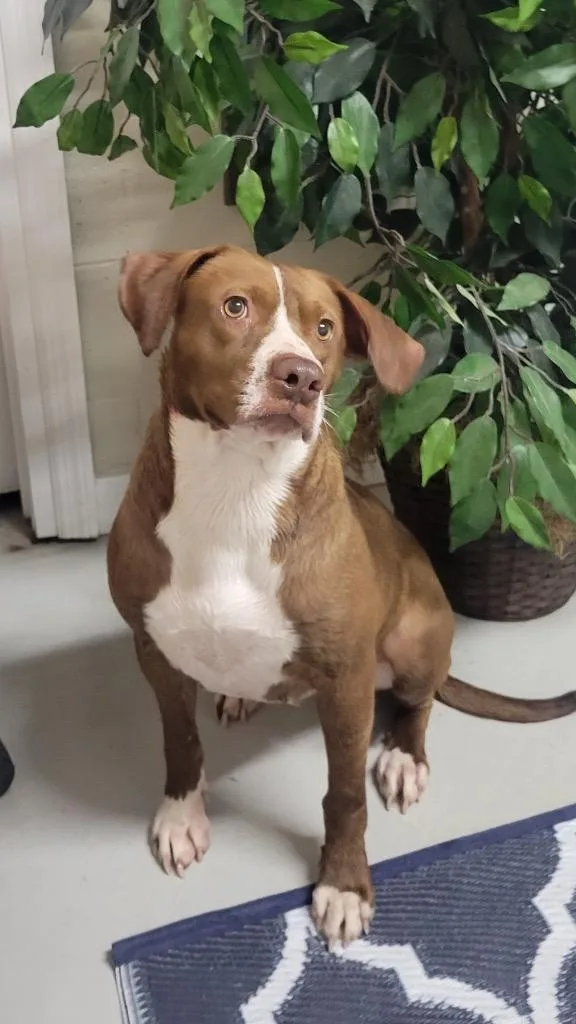 A young large-sized female Mixed Breed dog named Turtle for adoption in Metter, GA