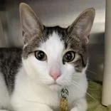 An adult medium-sized male Black Domestic Short Hair cat named Dobby for adoption in Lansing, MI