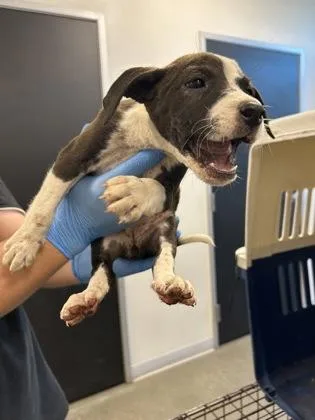 A baby small-sized female Pit Bull Terrier dog named Katmai for adoption in Fresno, CA
