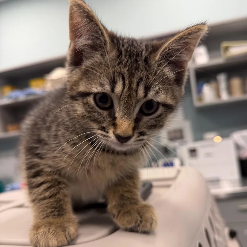 A baby small-sized male Brown / Chocolate Domestic Short Hair cat named Euro for adoption in Greensboro, NC