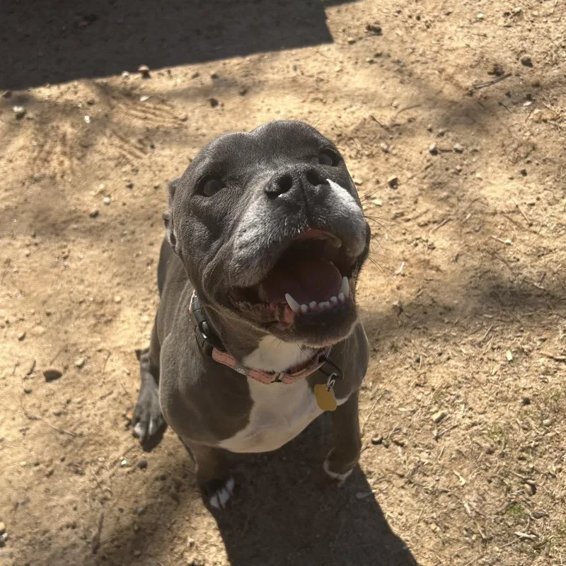 An adult medium-sized female Gray / Blue / Silver Mixed Breed dog named Poppy for adoption in Auburn, AL