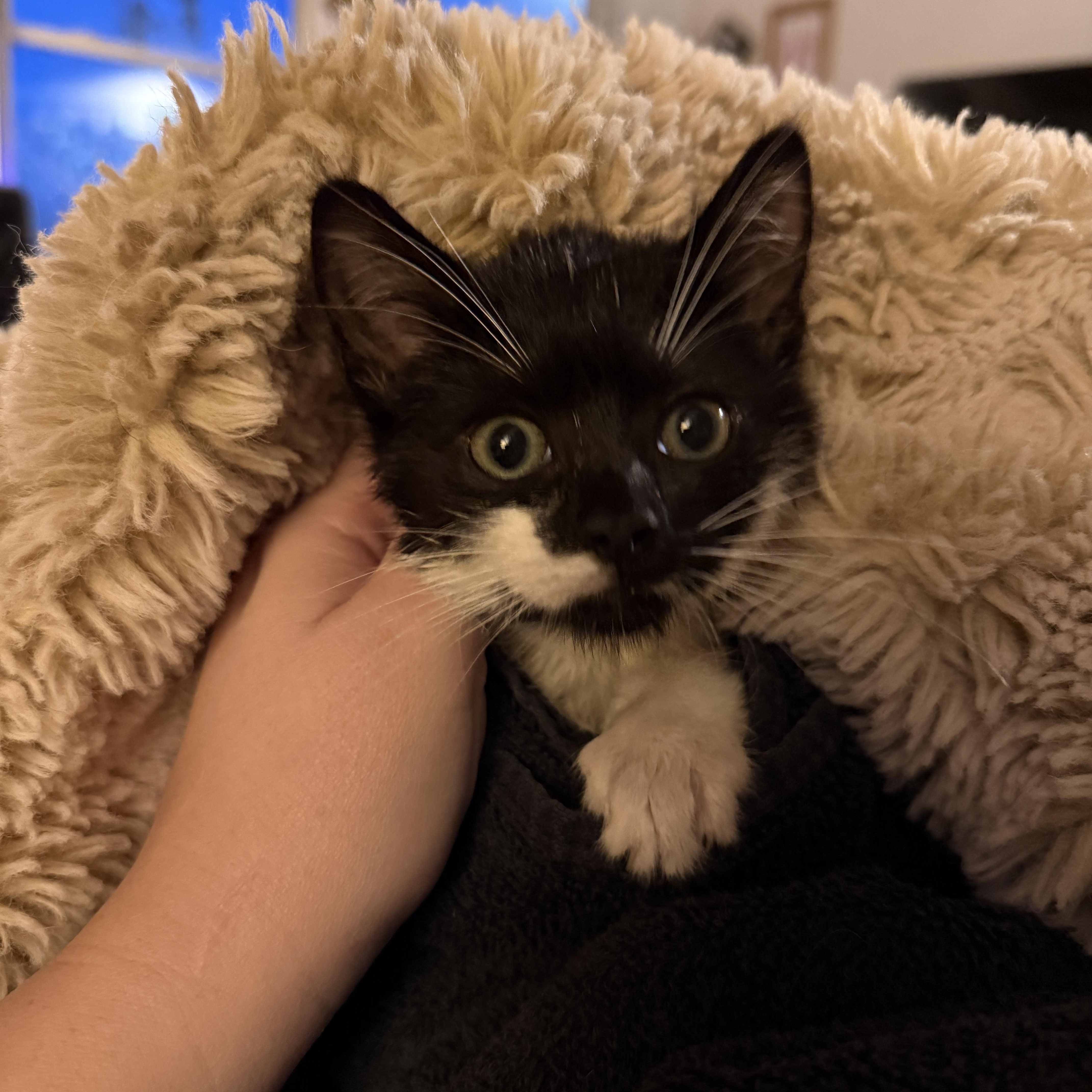 A baby medium-sized female Black & White / Tuxedo Domestic Short Hair cat named Minerva for adoption in Clyde, NC